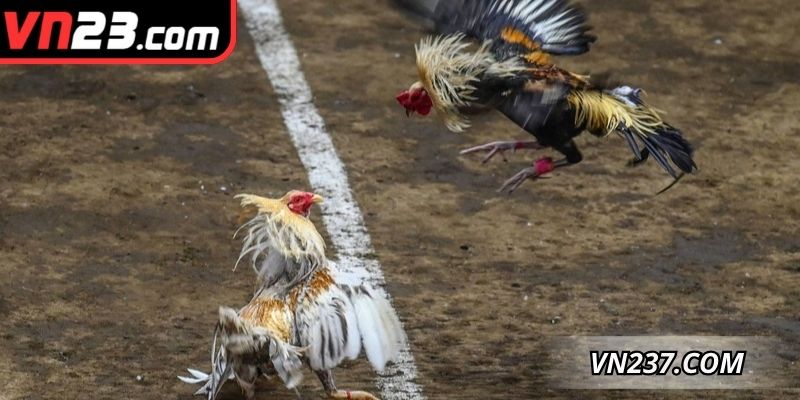 Các kèo cược điển hình người tham gia cần xem xét