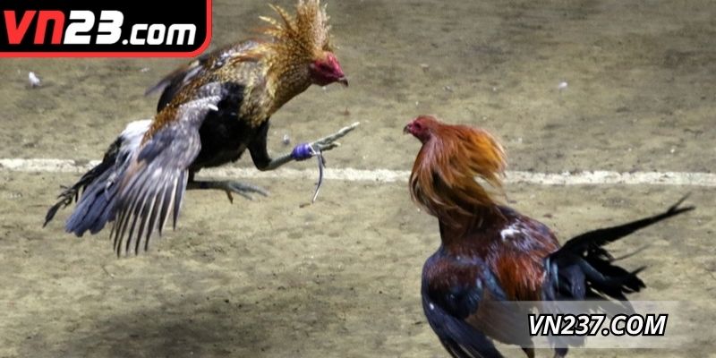Tìm hiểu chi tiết về sân chơi đá gà hàng đầu thị trường