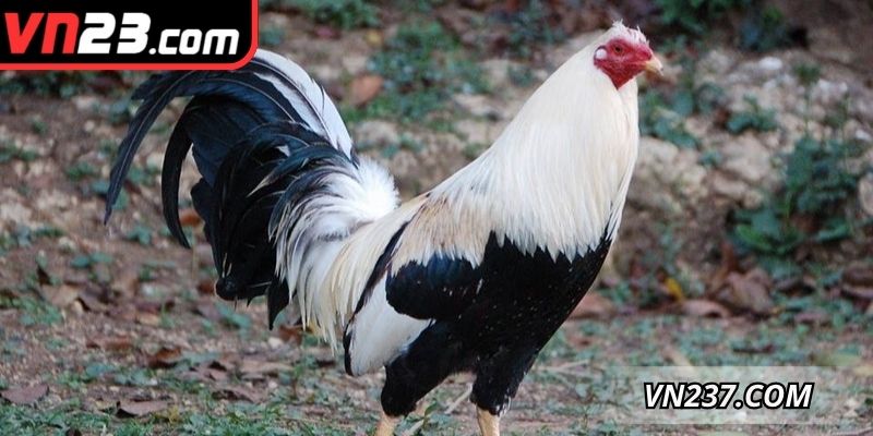 Những dòng gà đá Thái Lan hàng đầu được yêu thích