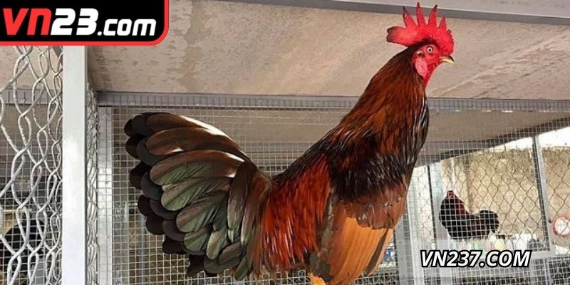 Chế độ dinh dưỡng đặc biệt trong quá trình nuôi chúng