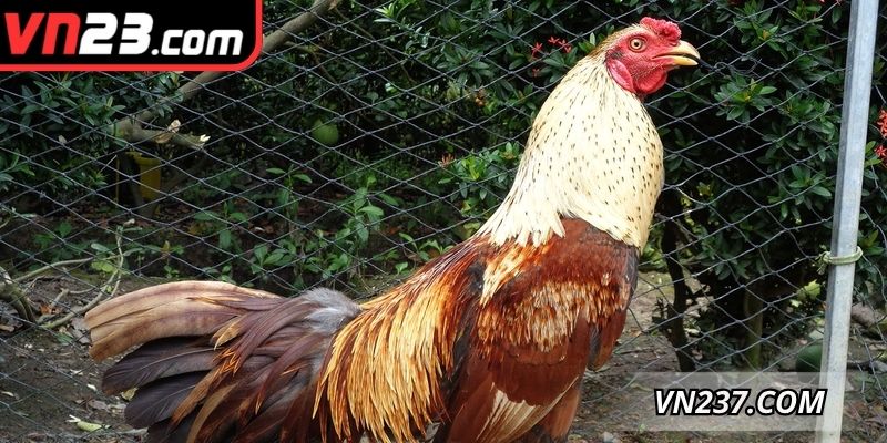 Tìm hiểu thông tin tổng quan về gà đá Thái Lan