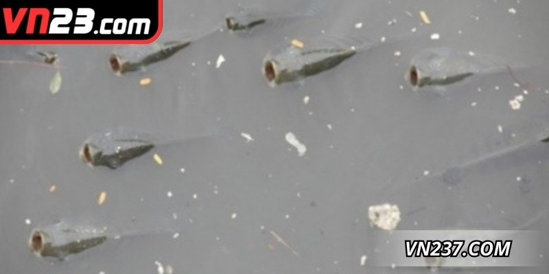 Giải mã chiêm bao khi nằm mơ thấy ăn cá trong ao hồ đánh con 12, 14