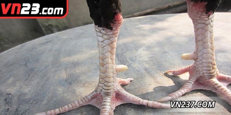 Tìm hiểu chi tiết về vảy gà khai vương đẳng cấp