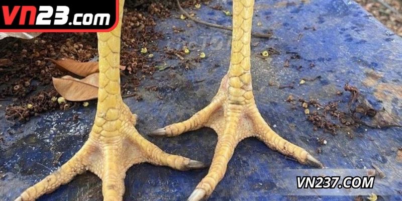 Hướng dẫn nhận diện chi tiết hình dạng thú vị này