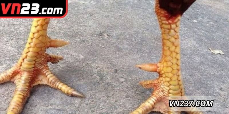 Tìm hiểu những thông tin nổi bật về vảy gà tứ quý