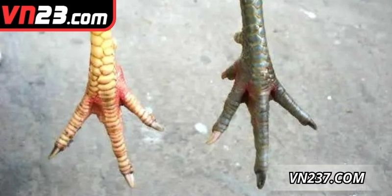 Xác định ý nghĩa linh thiêng mà tướng kê chiến mang lại