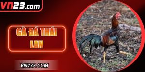 Gà Đá Thái Lan Sức Mạnh Tuyệt Đối Và Cách Tham Gia VN23